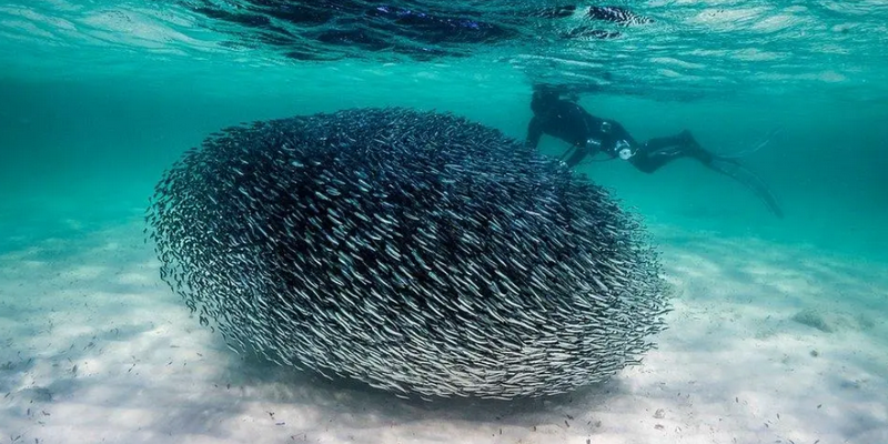 aussiebucketlist.com.au - Spearfishing Helicopter Adventure - 4