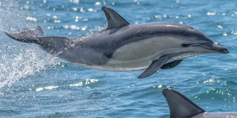 aussiebucketlist.com.au - Eden Wildlife Cruise - 1