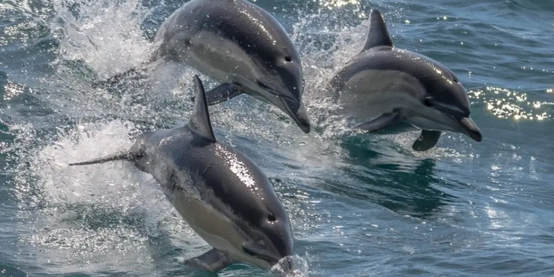 aussiebucketlist.com.au - Eden Wildlife Cruise - 3