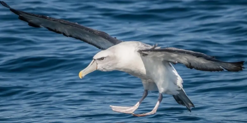 aussiebucketlist.com.au - Eden Wildlife Cruise - 4