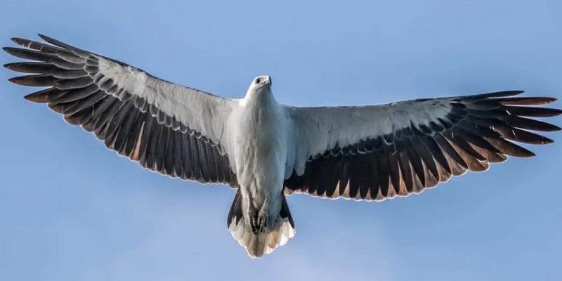 aussiebucketlist.com.au - Eden Wildlife Cruise - 5