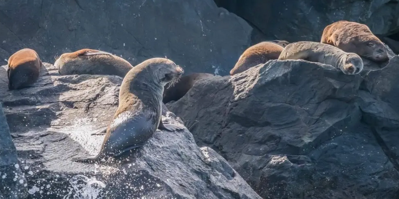 aussiebucketlist.com.au - Eden Wildlife Cruise - 6