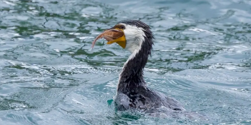 aussiebucketlist.com.au - Eden Wildlife Cruise - 7