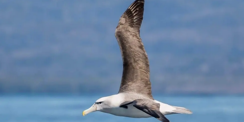 aussiebucketlist.com.au - Eden Wildlife Cruise - 8