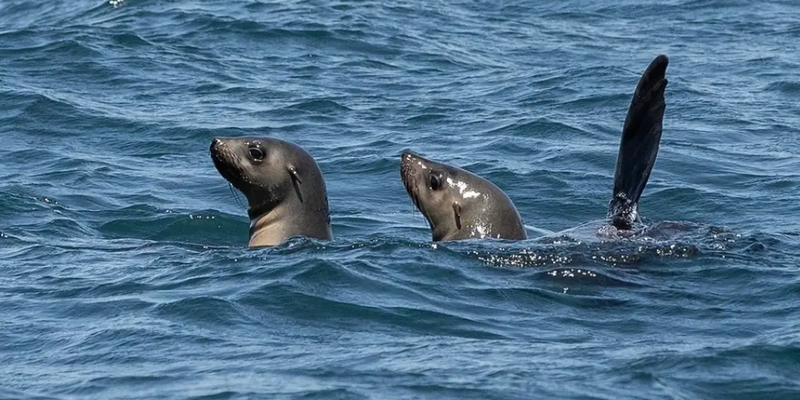 aussiebucketlist.com.au - Eden Wildlife Cruise - 9