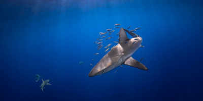 Guided Galapagos Shark Encounter Tour