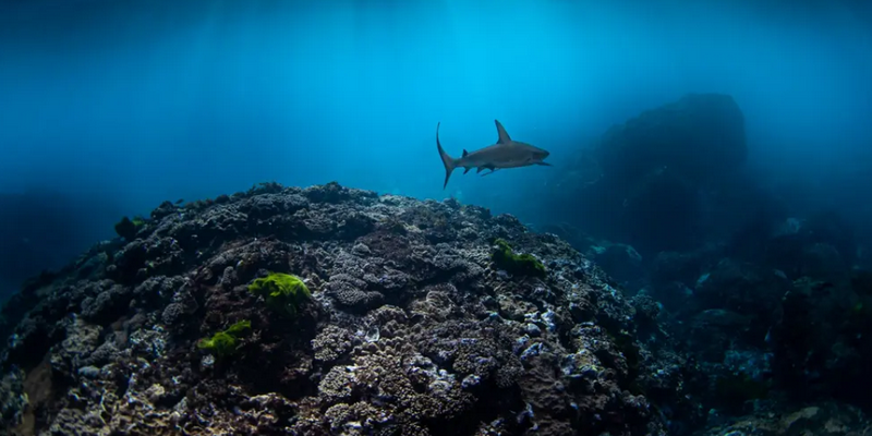 aussiebucketlist.com.au - Guided Galapagos Shark Encounter Tour - 2