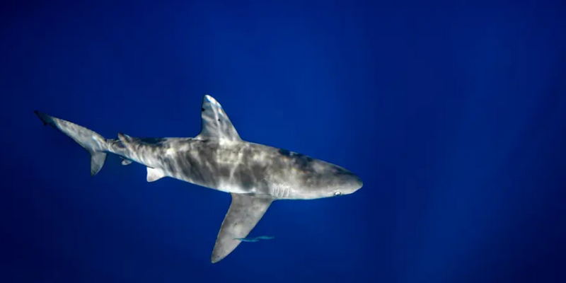 aussiebucketlist.com.au - Guided Galapagos Shark Encounter Tour - 4