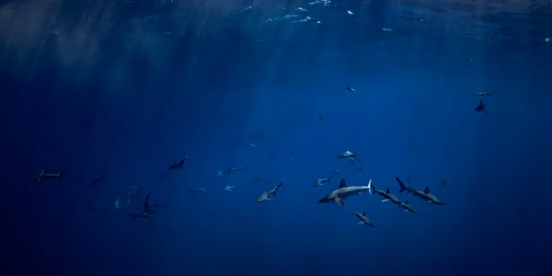 aussiebucketlist.com.au - Guided Galapagos Shark Encounter Tour - 6