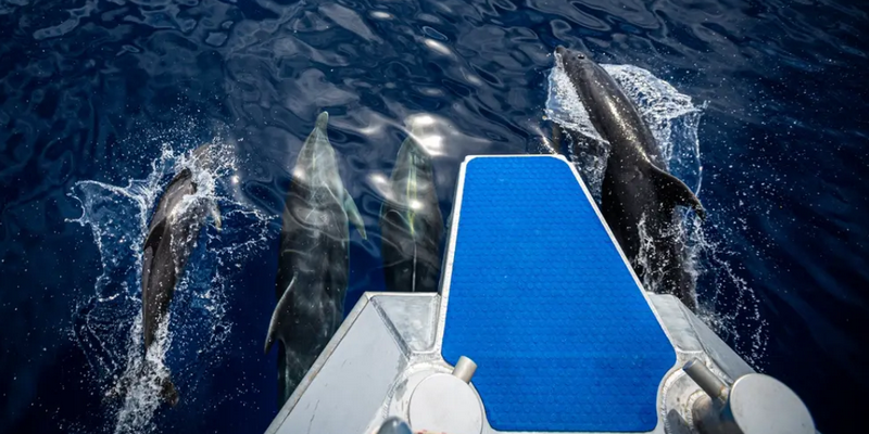 aussiebucketlist.com.au - Ball’s Pyramid Lord Howe Island Expedition - 4