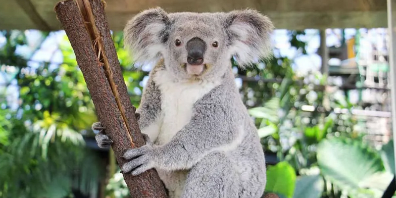 aussiebucketlist.com.au - Cuddle a Koala in Cairns - 2