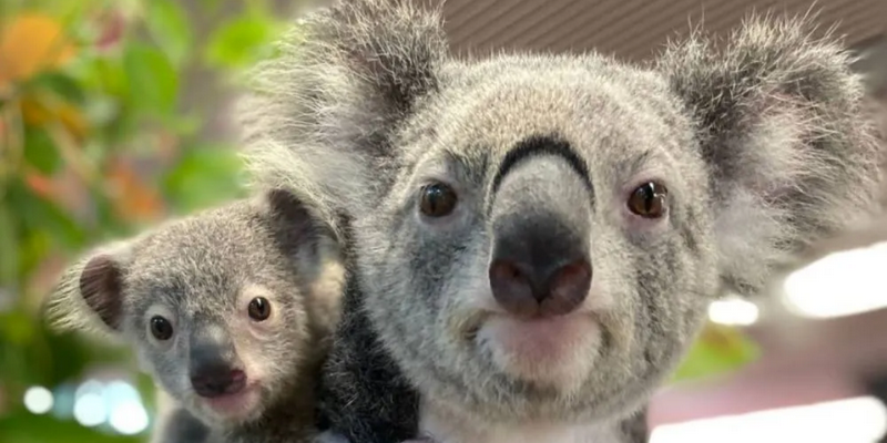 aussiebucketlist.com.au - Cuddle a Koala in Cairns - 3