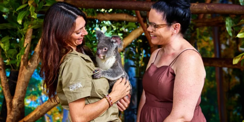 aussiebucketlist.com.au - Cuddle a Koala in Cairns - 5
