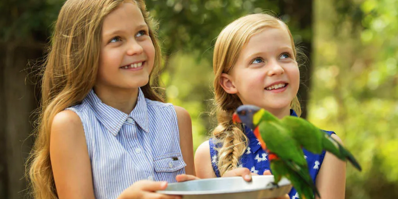 aussiebucketlist.com.au - Paradise Country Koala Breakfast including Koala Cuddle - 3