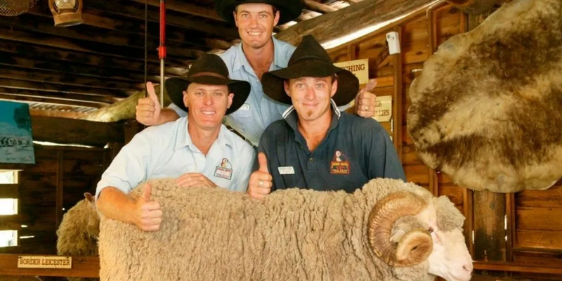 aussiebucketlist.com.au - Paradise Country Koala Breakfast including Koala Cuddle - 5