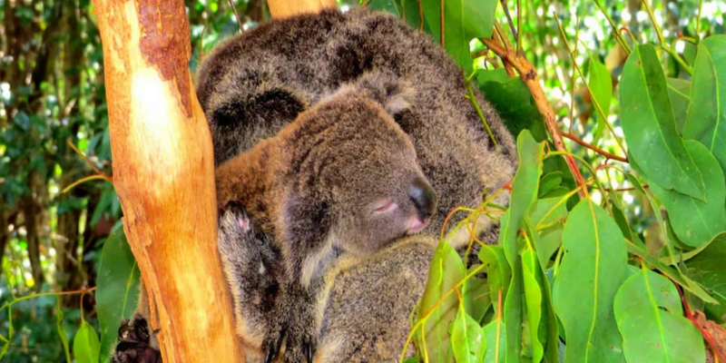 aussiebucketlist.com.au - Breakfast with Koalas at Hartley's Crocodile Adventures - 2