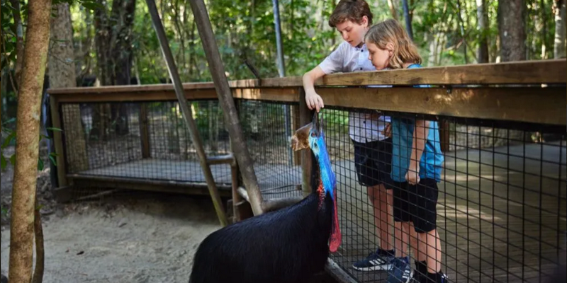 aussiebucketlist.com.au - Breakfast with Koalas at Hartley's Crocodile Adventures - 4