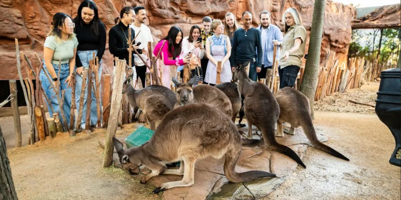 aussiebucketlist.com.au - Breakfast and Cuddle with the Koalas in Sydney - 3