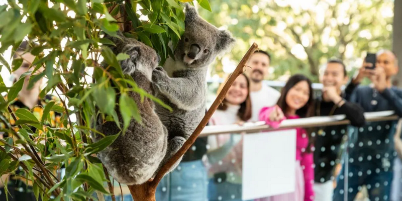 aussiebucketlist.com.au - Breakfast and Cuddle with the Koalas in Sydney - 4