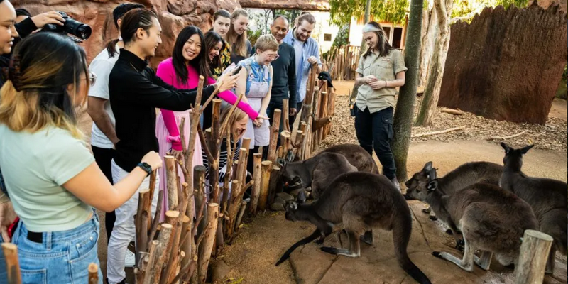 aussiebucketlist.com.au - Breakfast and Cuddle with the Koalas in Sydney - 7
