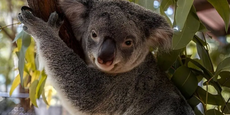 aussiebucketlist.com.au - Magnetic Island Meet and Greet Breakfast with Koalas - 2