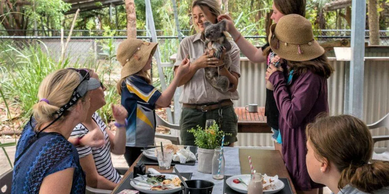 aussiebucketlist.com.au - Magnetic Island Meet and Greet Breakfast with Koalas - 3