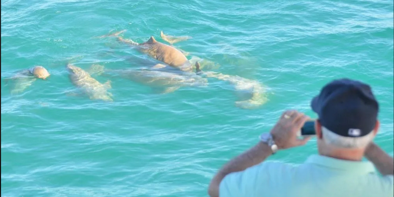 aussiebucketlist.com.au - Roebuck Bay Snubfin Dolphin Eco Cruise  - 4