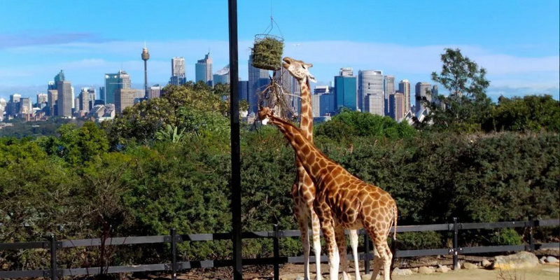 aussiebucketlist.com.au - Taronga Zoo Sydney - 1