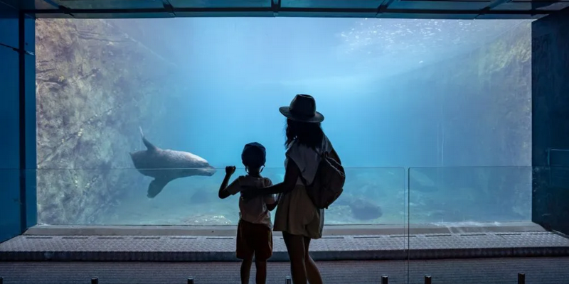 aussiebucketlist.com.au - Taronga Zoo Sydney - 4