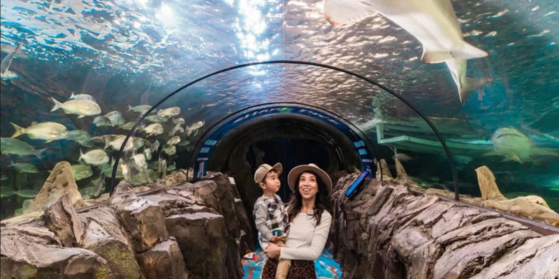 aussiebucketlist.com.au - SEA LIFE Sydney Aquarium - 1