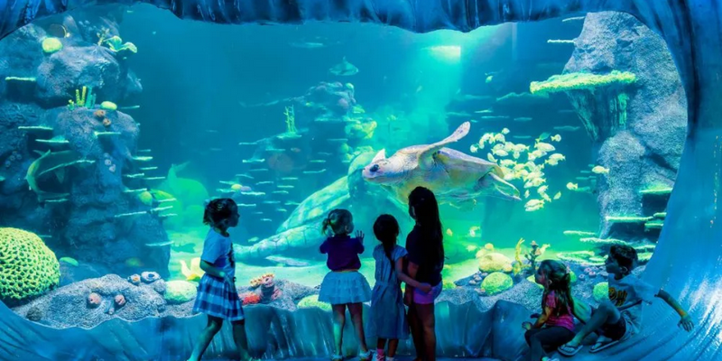 aussiebucketlist.com.au - SEA LIFE Sydney Aquarium - 3