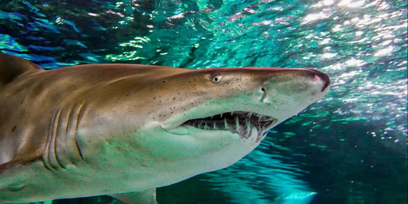 aussiebucketlist.com.au - SEA LIFE Sydney Aquarium - 4