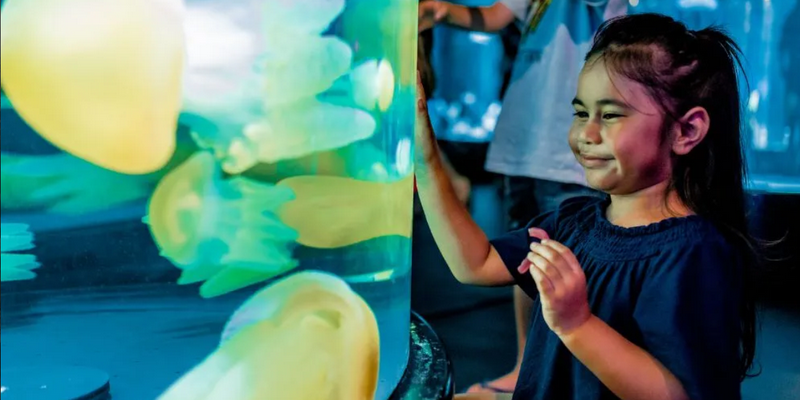 aussiebucketlist.com.au - SEA LIFE Sydney Aquarium - 5