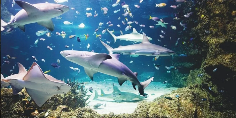 aussiebucketlist.com.au - SEA LIFE Sydney Aquarium - 6