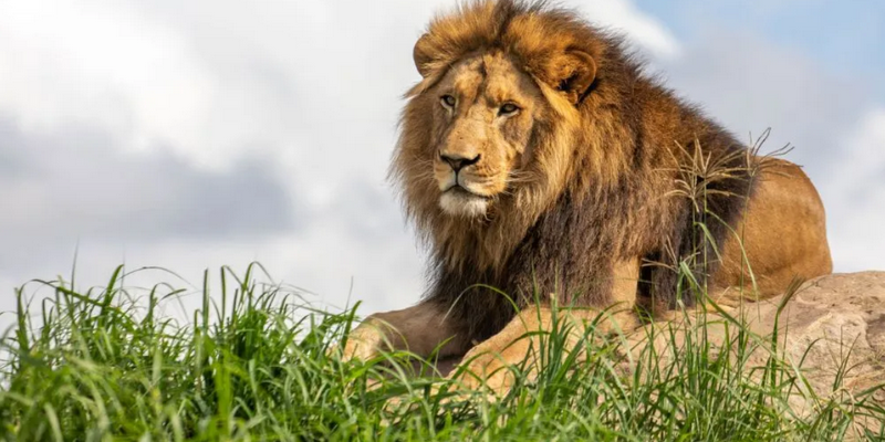 aussiebucketlist.com.au - Sydney Zoo - 1