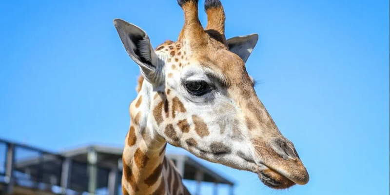 aussiebucketlist.com.au - Sydney Zoo - 2