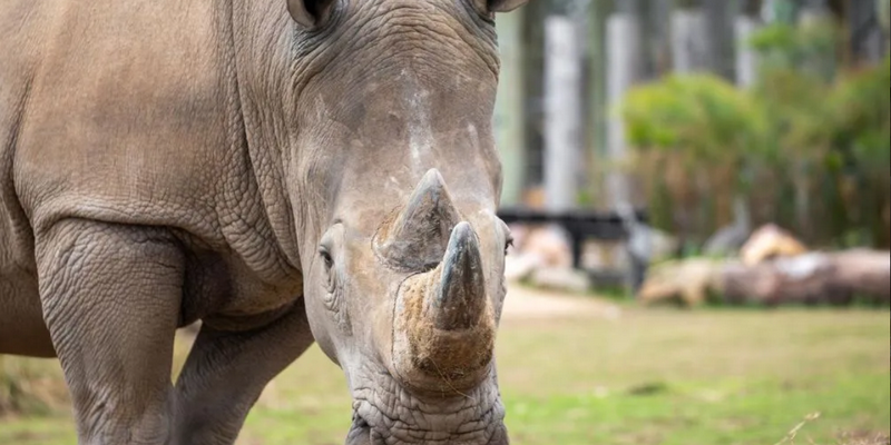 aussiebucketlist.com.au - Sydney Zoo - 4