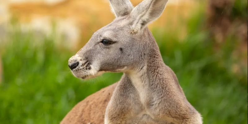 aussiebucketlist.com.au - Sydney Zoo - 5