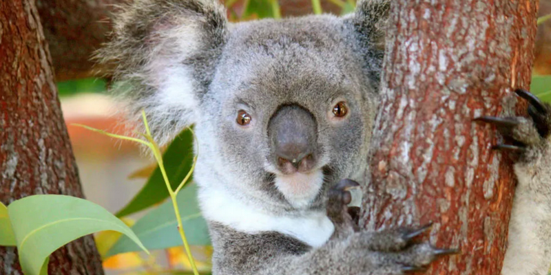 aussiebucketlist.com.au - Kuranda Koala Gardens and Birdworld - 2