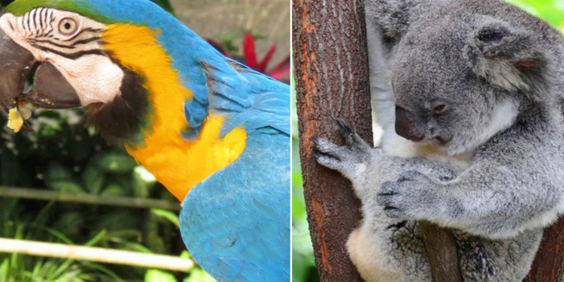 aussiebucketlist.com.au - Kuranda Koala Gardens and Birdworld - 3