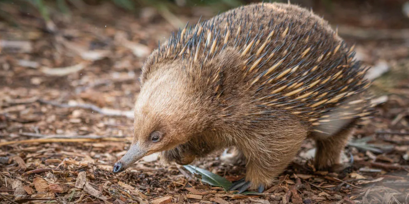 aussiebucketlist.com.au - Bonorong Wildlife Sanctuary - 1
