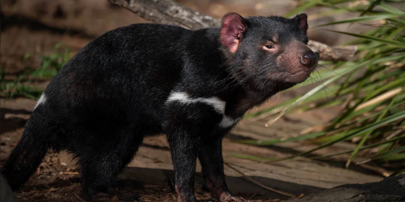 aussiebucketlist.com.au - Bonorong Wildlife Sanctuary - 2