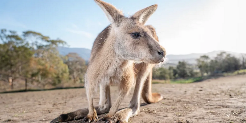 aussiebucketlist.com.au - Bonorong Wildlife Sanctuary - 3