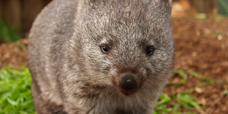 aussiebucketlist.com.au - Bonorong Wildlife Sanctuary - 4