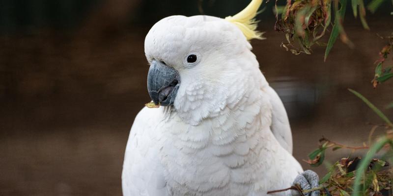 aussiebucketlist.com.au - Bonorong Wildlife Sanctuary - 5