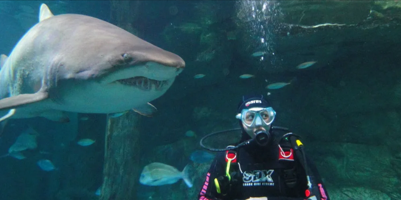 aussiebucketlist.com.au - Sydney Aquarium Shark Dive Xtreme - 1