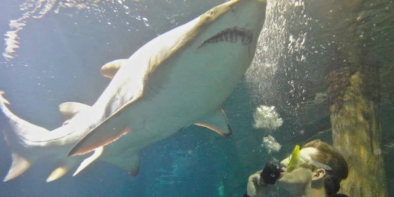 aussiebucketlist.com.au - Sydney Aquarium Shark Dive Xtreme - 2