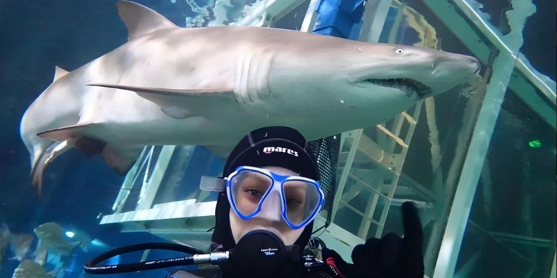 aussiebucketlist.com.au - Sydney Aquarium Shark Dive Xtreme - 3