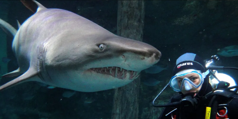aussiebucketlist.com.au - Sydney Aquarium Shark Dive Xtreme - 4