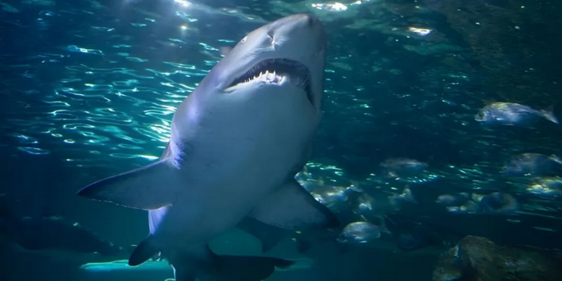 aussiebucketlist.com.au - Sydney Aquarium Shark Dive Xtreme - 5